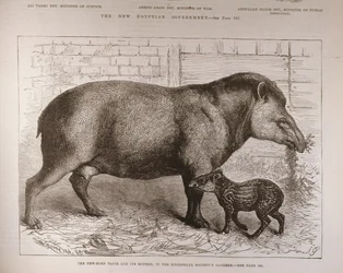 A Anta Recém-Nascida e Sua Mãe, nos Jardins da Sociedade Zoológica, de &39;The Illustrated London News&39;, 25 de fevereiro de 1882